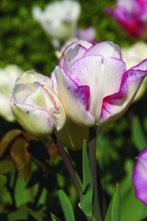 Tulpen Shirley